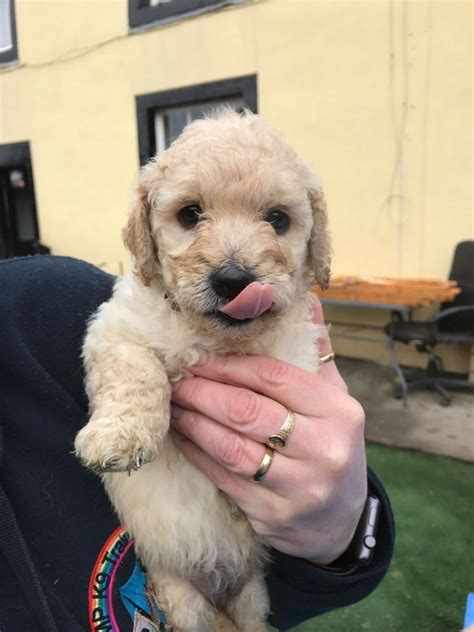 If you have been searching google for “ <b>Puppies</b> near me <b>for sale</b> ” or “ <b>Teacup Puppies for sale</b> in <b>MA</b> ” or even “ <b>Puppies</b> <b>for sale</b> in <b>MA</b>, ” then you’ve landed on the right page. . Puppies for sale massachusetts